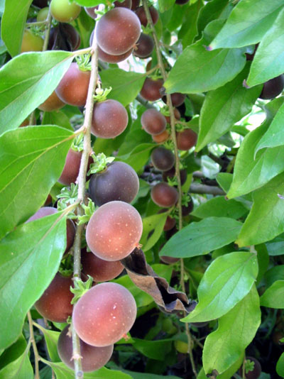 Ceylon gooseberry